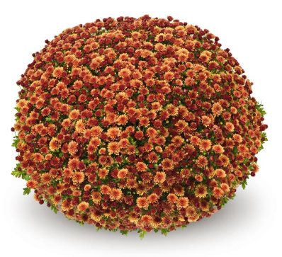 9" Mum - Jasoda Orange