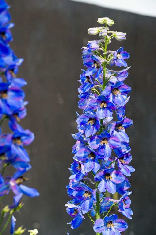 7" Delphinium