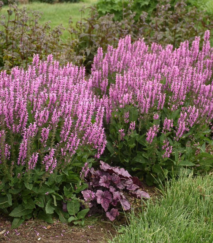 1G Salvia Color Spires 'Back to the Fuchsia' - 1014709