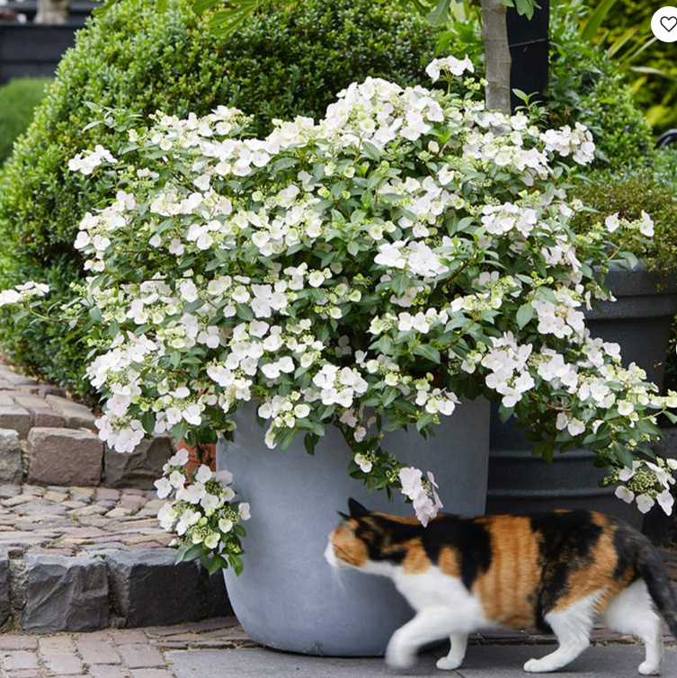 1G PW Cascade Hydrangea - Fairytrail Series