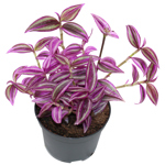 3.5" Tradescantia - Pink Paradise (Wandering Jew) G5400