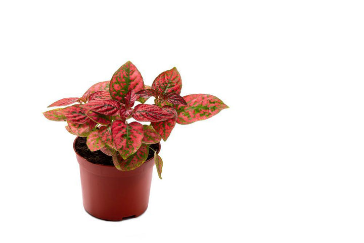 4" Fittonia Plant