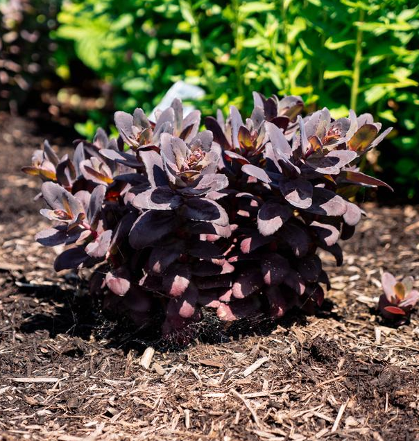8" Sedum 'Puff Pastry Raspberry' - Stonecrop - 1021898