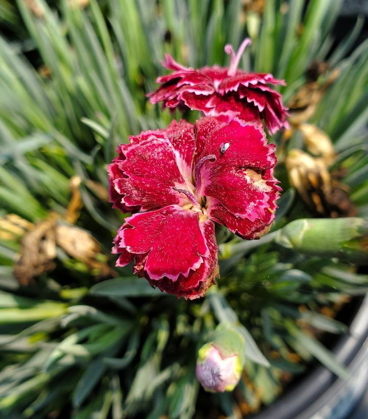 1G Dianthus Hybrid Fruit Punch 'Black Cherry Frost' - 1008836