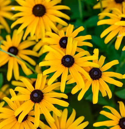 1G Rudbeckia 'Treasure Trove' - Black-Eyed Susan - 1022062