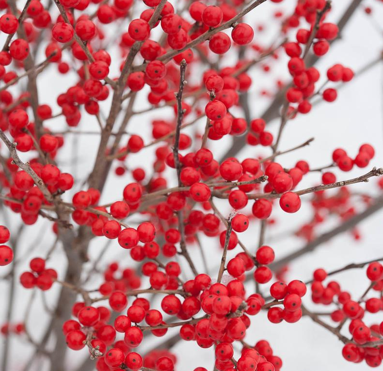 3G Ilex Verticillata 'Berry Poppins' - Winterberry - 1006520