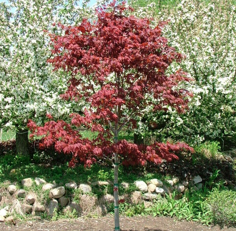 2G Acer Palmatum 'Samurai Sword' - Japanese Maple - 1012576