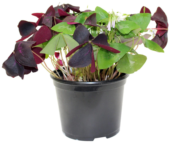 6" Oxalis Tricolor (Shamrock, Clover) F2886