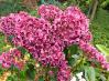 3G Kalmia lat. 'Keepsake' - Mountain Laurel - 1007616