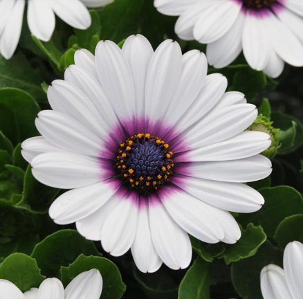 6.5" Osteospermum - African Daisies - Akila White w/ Purple Eye