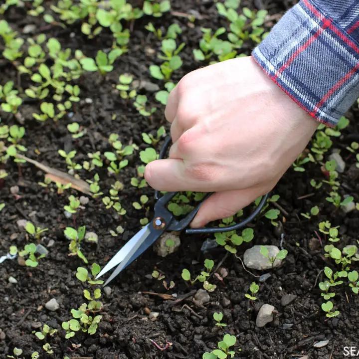 Seattle Seed Co. - Forged Steel Pruning Shears - BON-SNIP