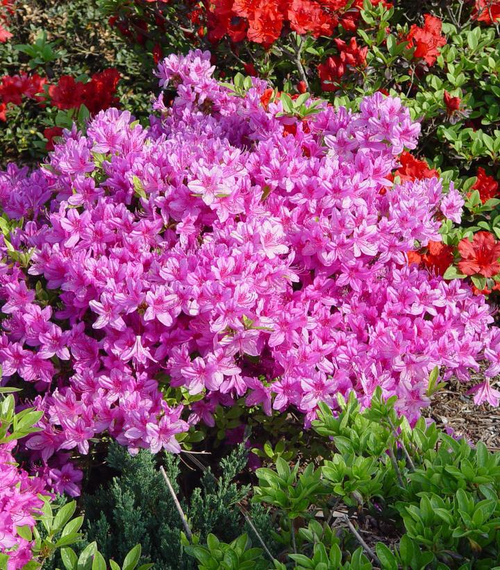 8" Azalea 'Karen' Karen Azalea 1013886