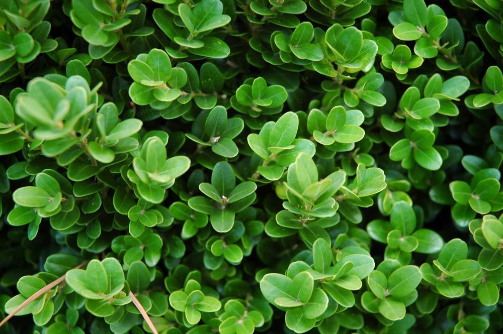 Boxwood English Loose by the pound