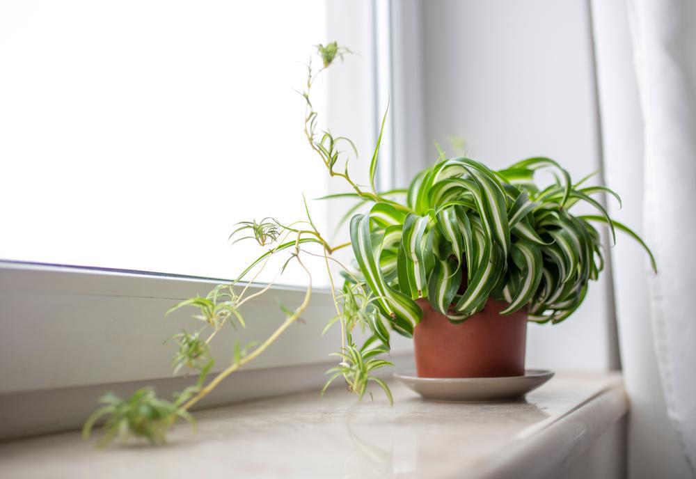 4" Spider Plant Bonnie (curly) Chlorophytum