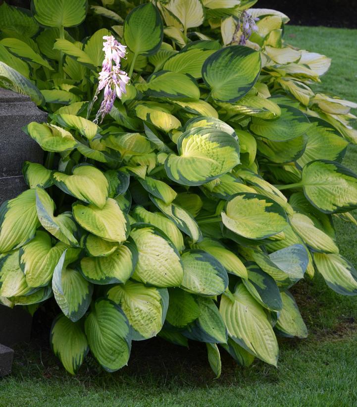 2G Hosta 'Gold Standard' - Plantain Lily - 1000361