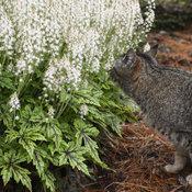 1G Tiarella 'Cutting Edge' - Foamflower - 1009747