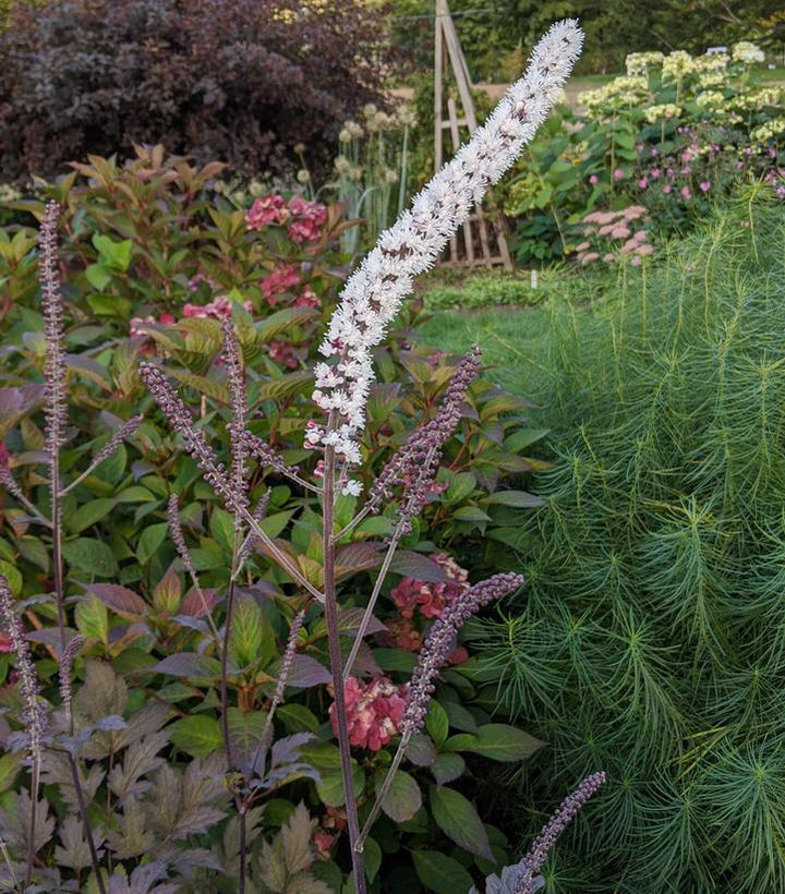 1G Actaea Simplex 'Brunette' - Bugbane - 1020628