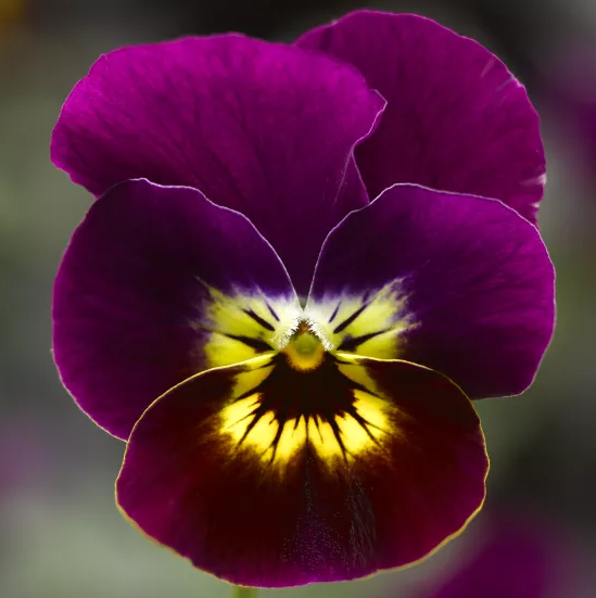 806 Viola - Penny Violet Tiger Face