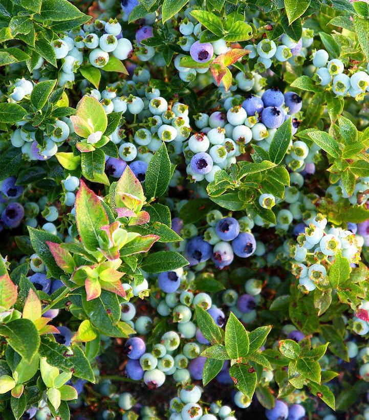 2G Vaccinium Angustifolium X 'Jelly Bean' - Blueberry Bush - 1007491