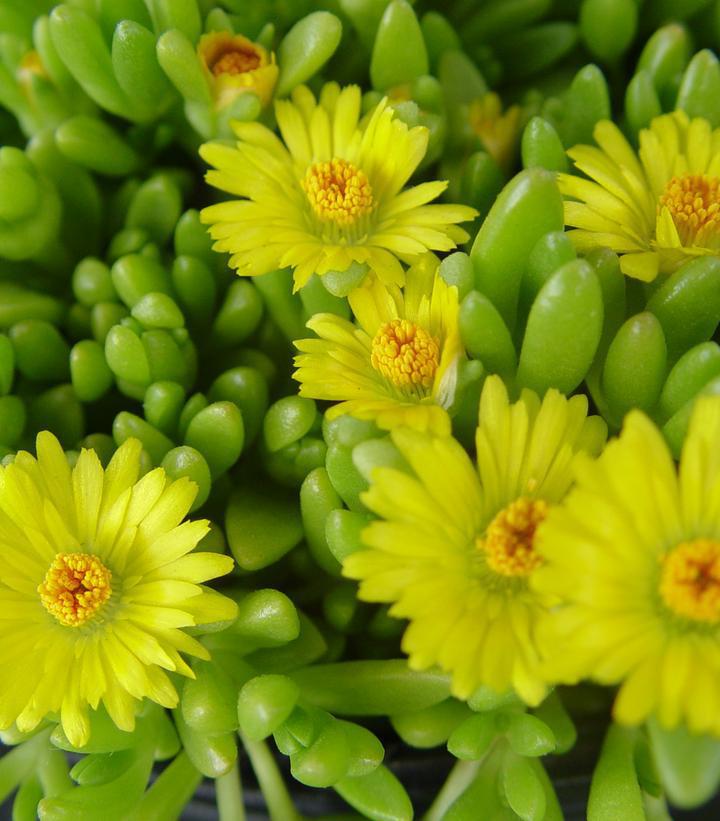 3" Delosperma Nubigena - Hardy Ice Plant - 1002589