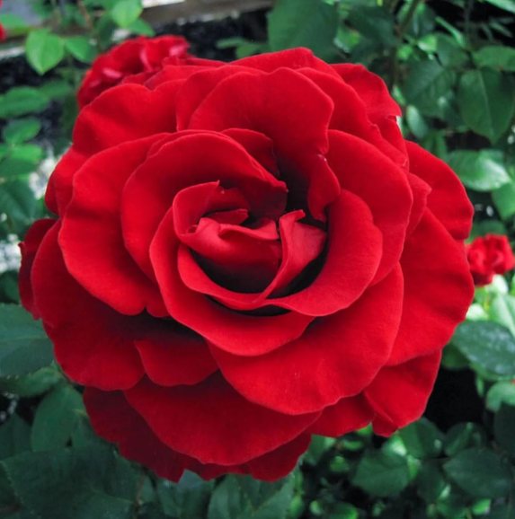 3G Rose Bush - 'Firefighter' Red