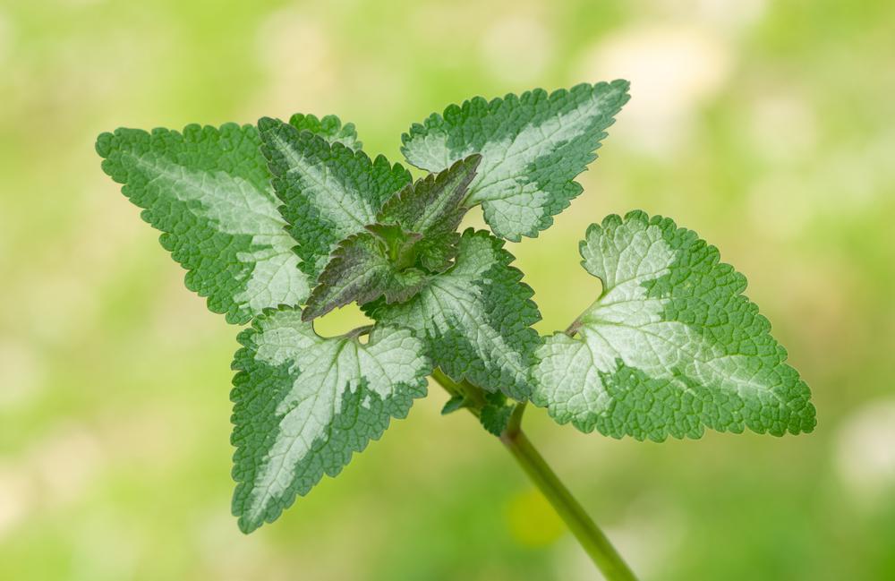 2G Lamium (Dead Nettle) Green Pot Perennial