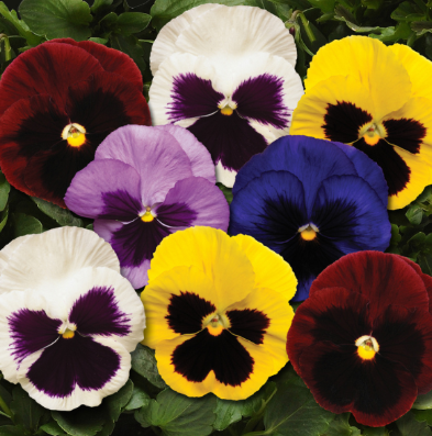 804 Pansy - Spring Matrix Blotch Mix