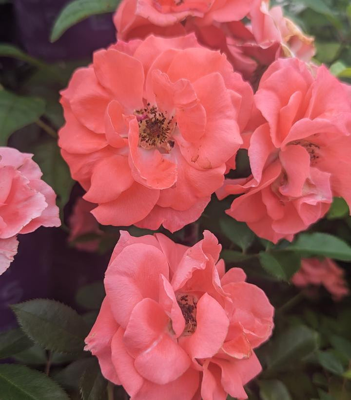 3G Rosa 'Patriot Dream' - Shrub Rose - 1015265