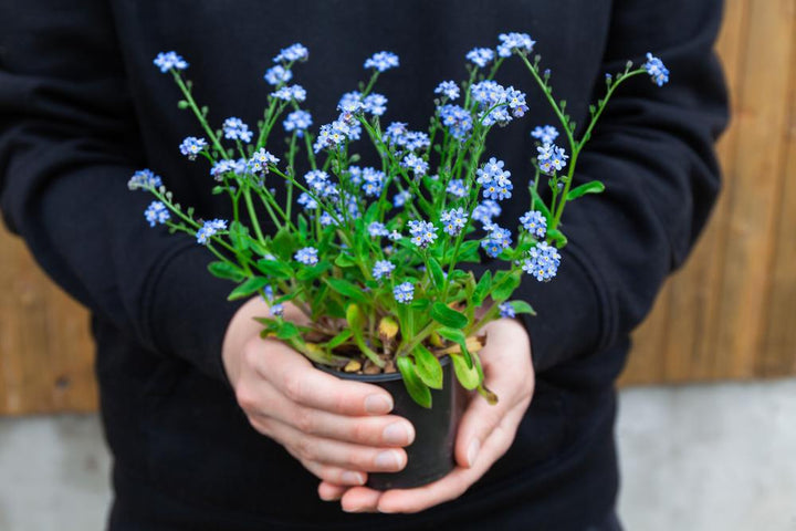 Quart Perennial Myosotis Forget Me Not Full Sun/Part Shade
