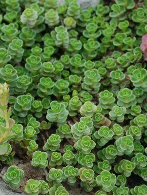 3`` Sedum Spurium 'John Creech' - Stonecrop (Creeping Sedum) 1003085
