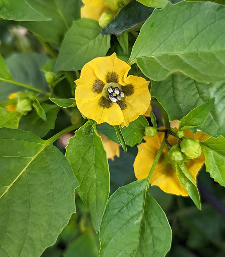 1G Tomatillo 'Tamayo' - 1011483