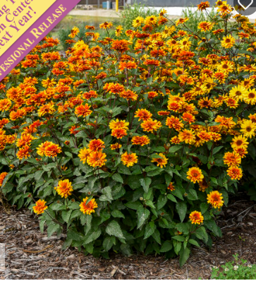 1G Heliopsis - Forged in Fire - False Sunflower
