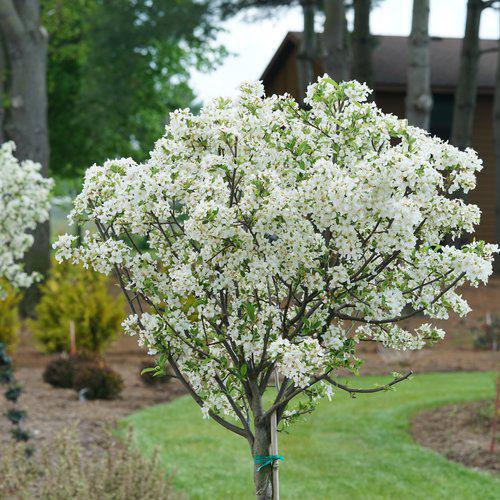 7G Malus 'Lollipop' - Crabapple Tree - 1012585