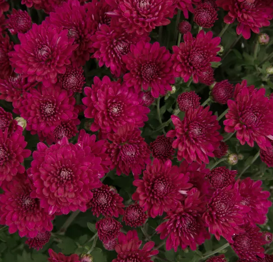12" TP Mum Patio Pot - Pauline Purple