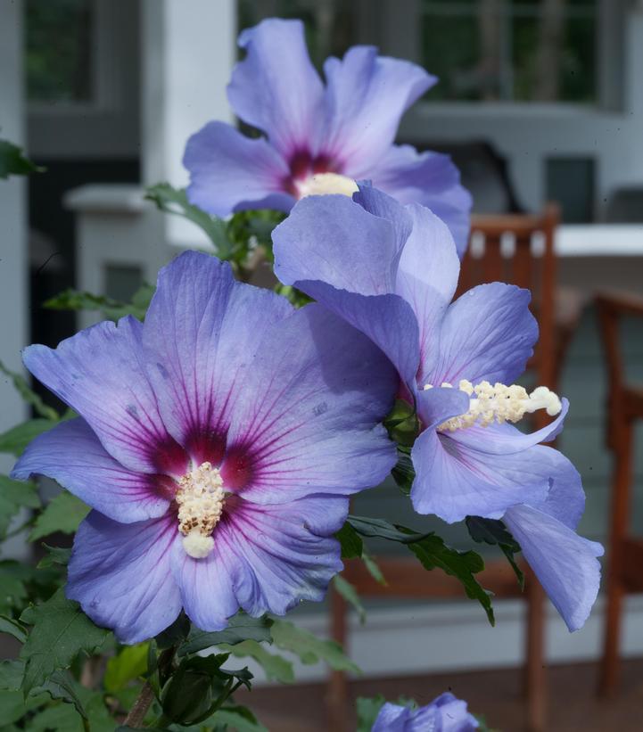 5G Hibiscus syriacus 'Azurri Blue Satin' Azurri Blue Satin® Rose of Sharon: Patent PP20,563 1008571