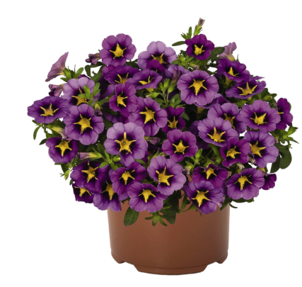 8" TP Calibrachoa
