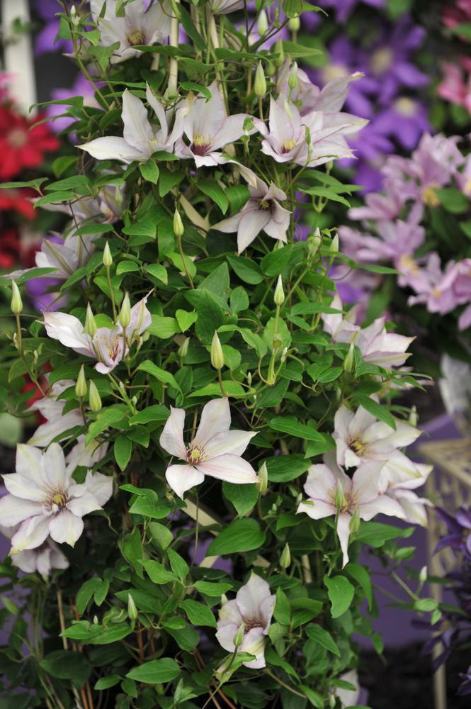 8" Clematis 'Samaritan Jo' - 1007219