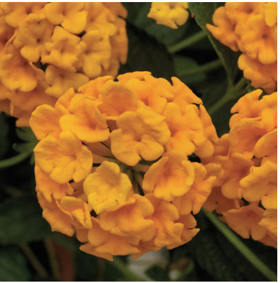 8" TP Lantana