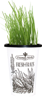 4.33" Chives Garlic - H0826