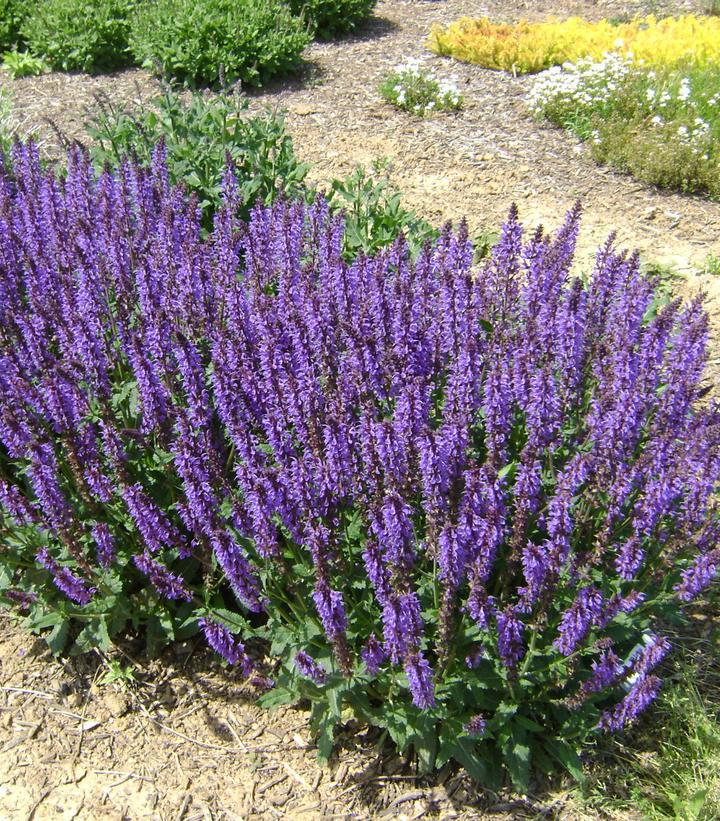 8" Salvia Nemerosa 'Blue by You' - Meadow Sage - 1015142