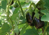 804 Eggplant Classic Purple 4 pack