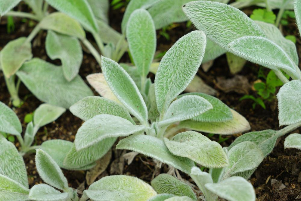 Quart Perennial Stachys (Lambs Ear) Full Sun