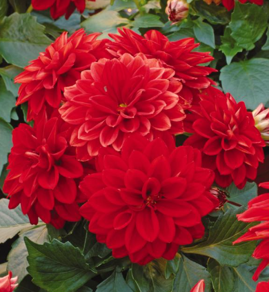4.5" Dahlia