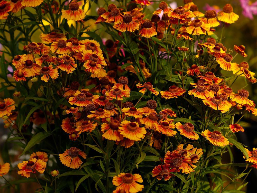 2G Rudbeckia Triloba 'Blackjack Gold' - Black-Eyed Susan - 1012278