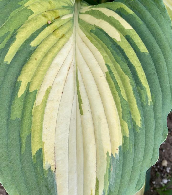 1G Hosta Shadowland 'Love Story' - 1020614