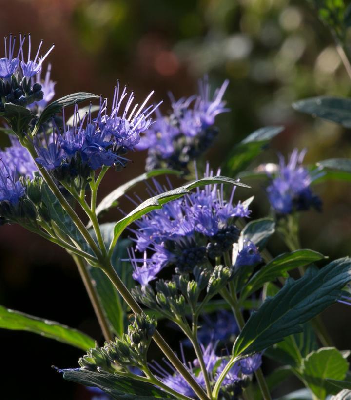 2G Caryopteris X Clandonensis 'Beyond Midnight' - Bluebeard - 1008084