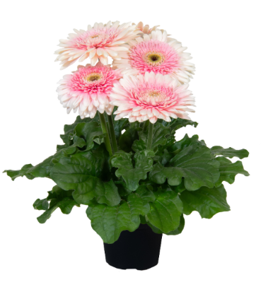 8" TP Gerbera - Joybera Milkshake