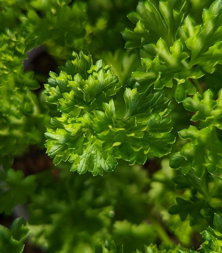 1G Petroselinum Crispum 'Triple Curly' - Parsley - 1002093