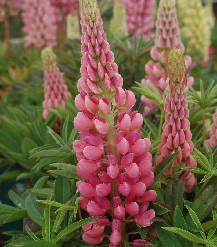 1G Lupinus 'Gallery Pink' - Lupine - 1000646