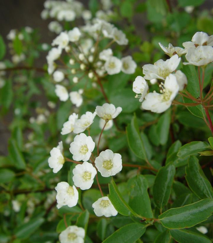 3G Spiraea Vanhouttei 'Renaissance' - 1002091